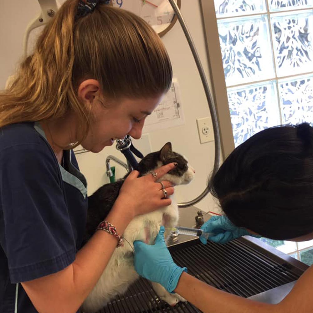 Cat & Dog XRay, Ultrasound, & Lab Diagnostics in Acton, MA Acton