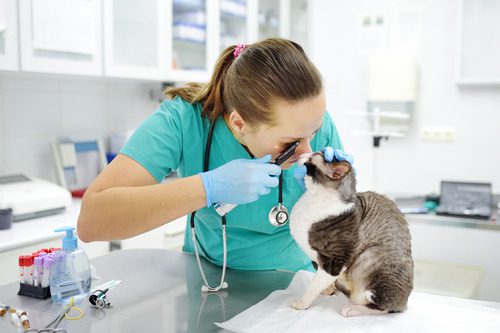 vet-examining-cat's-eye-at-clinic