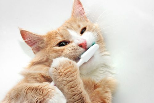 cat-holding-toothbrush-and-chewing-on-bristles