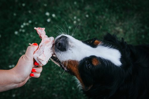 owner-feeding-bernese-mountain-dog-turkey-bone