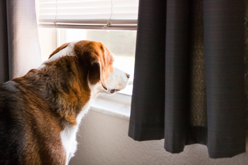 dog-watches-out-window