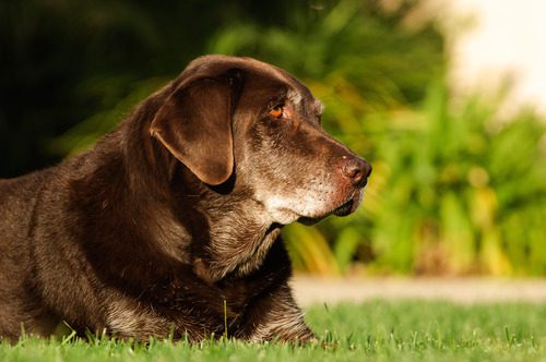 senior-chocolate-lab-dog-laying-in-grass-on-sunny-day