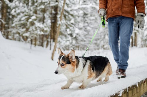 owner-walking-leashed-dog-on-snowy-trail