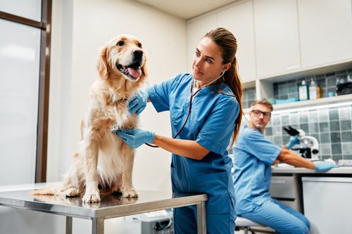 female-vet-assesses-golden-retriever-dog-at-clinic-while-male-tech-examines-sample-with-microscope