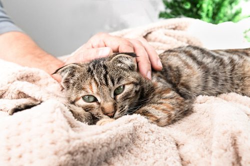 male-pet-owner-petting-tabby-cat-while-it-lays-on-soft-pink-blanket