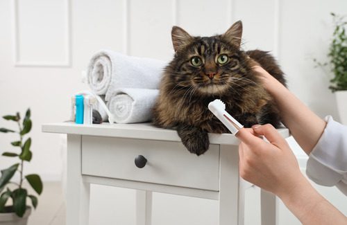 pet-owner-preparing-finger-toothbrush-to-brush-cat's-teeth-at-home