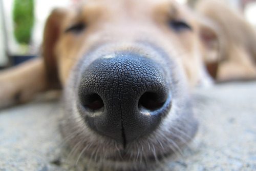 up-close-of-dog's-nose-and-whiskers