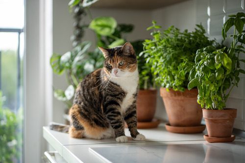 cat-sitting-on-kitchen-counter-near-herbs-in-terracotta-clay-pots