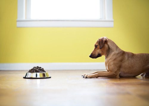 dog-sitting-away-from-food-filled-bowl-on-the-floor
