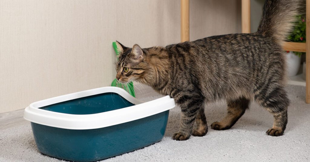 tabby cat next to its litter box