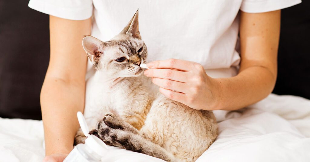 Woman giving pill to a Devon Rex cat