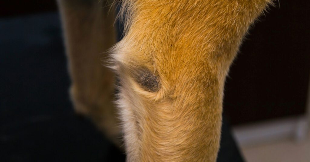 close up of dog's elbow callus