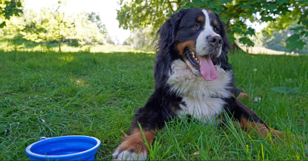 Bernese mountain dog laying in the grass panting next to a water bowl