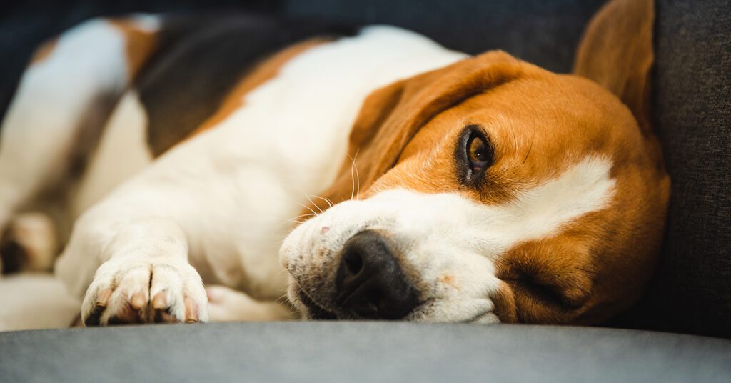 tired beagle laying on couch