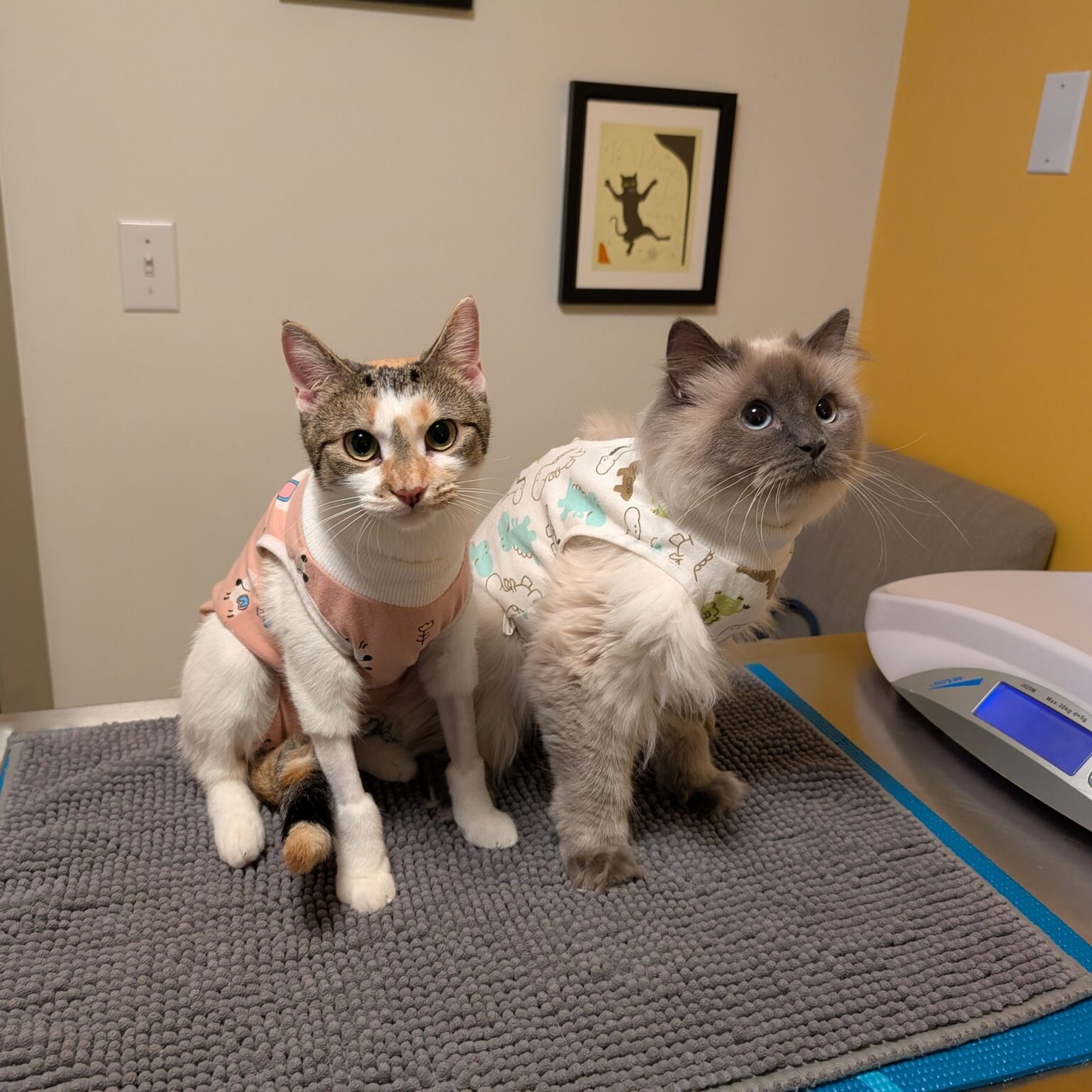 two Cats on a mat at the vet
