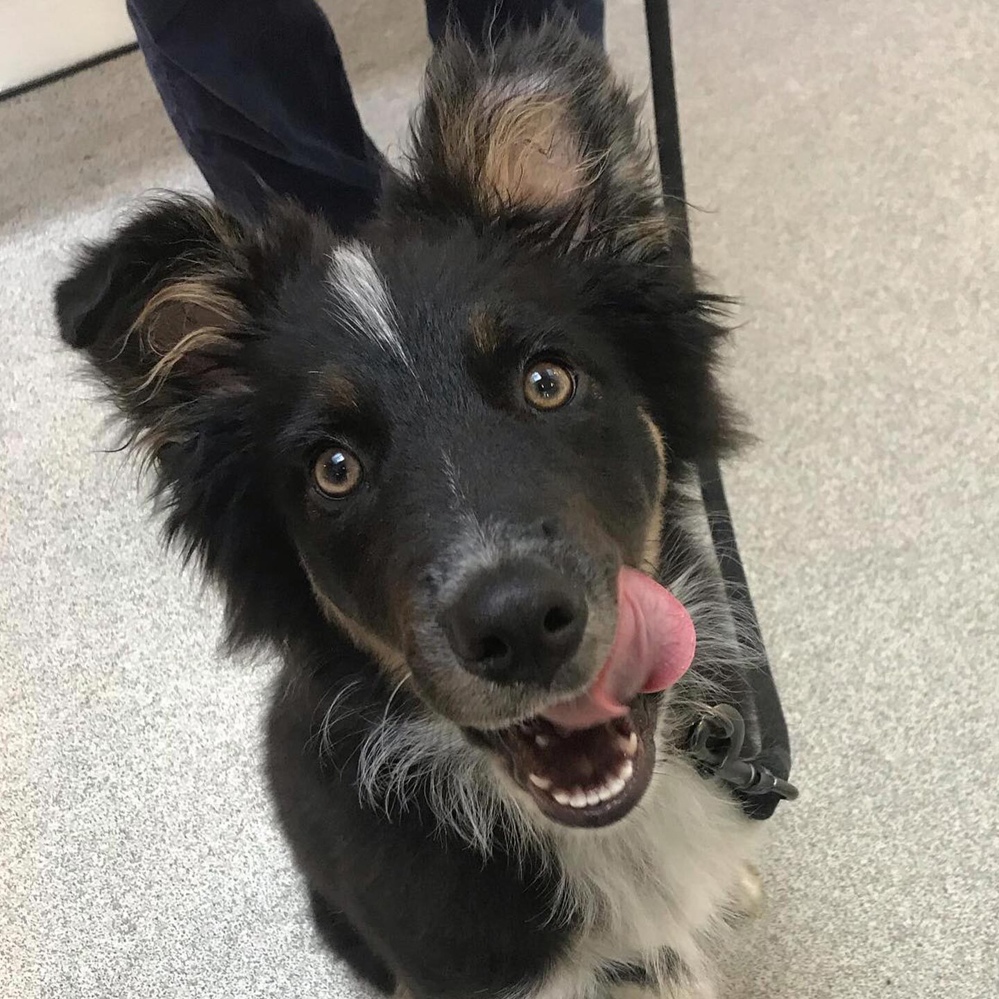 Close Up Of Dog Licking Lips