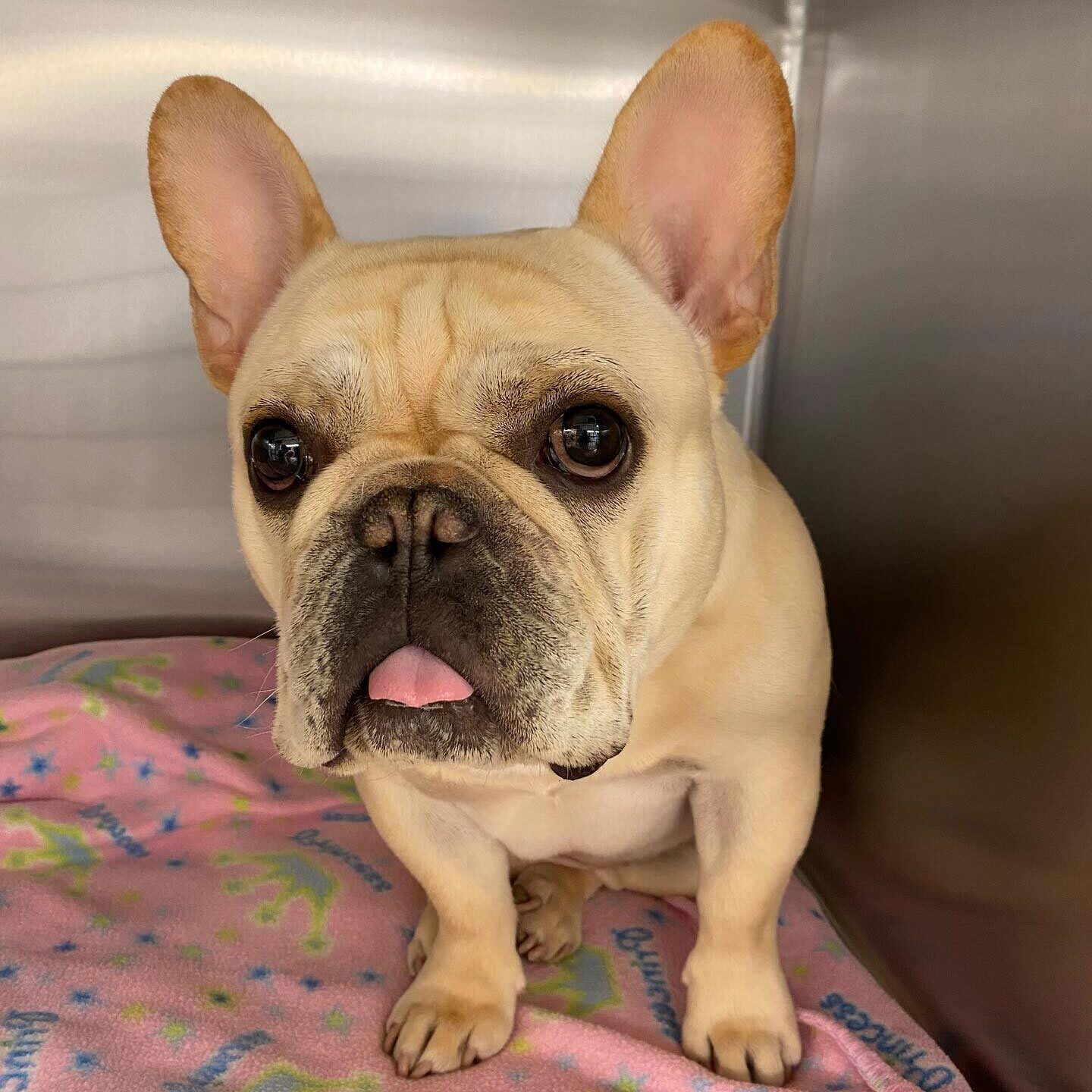 Close Up Of Dog Sticking Out Tongue