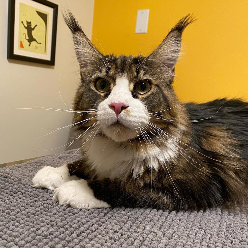 Close Up Of Fluffy Cat Laying Down