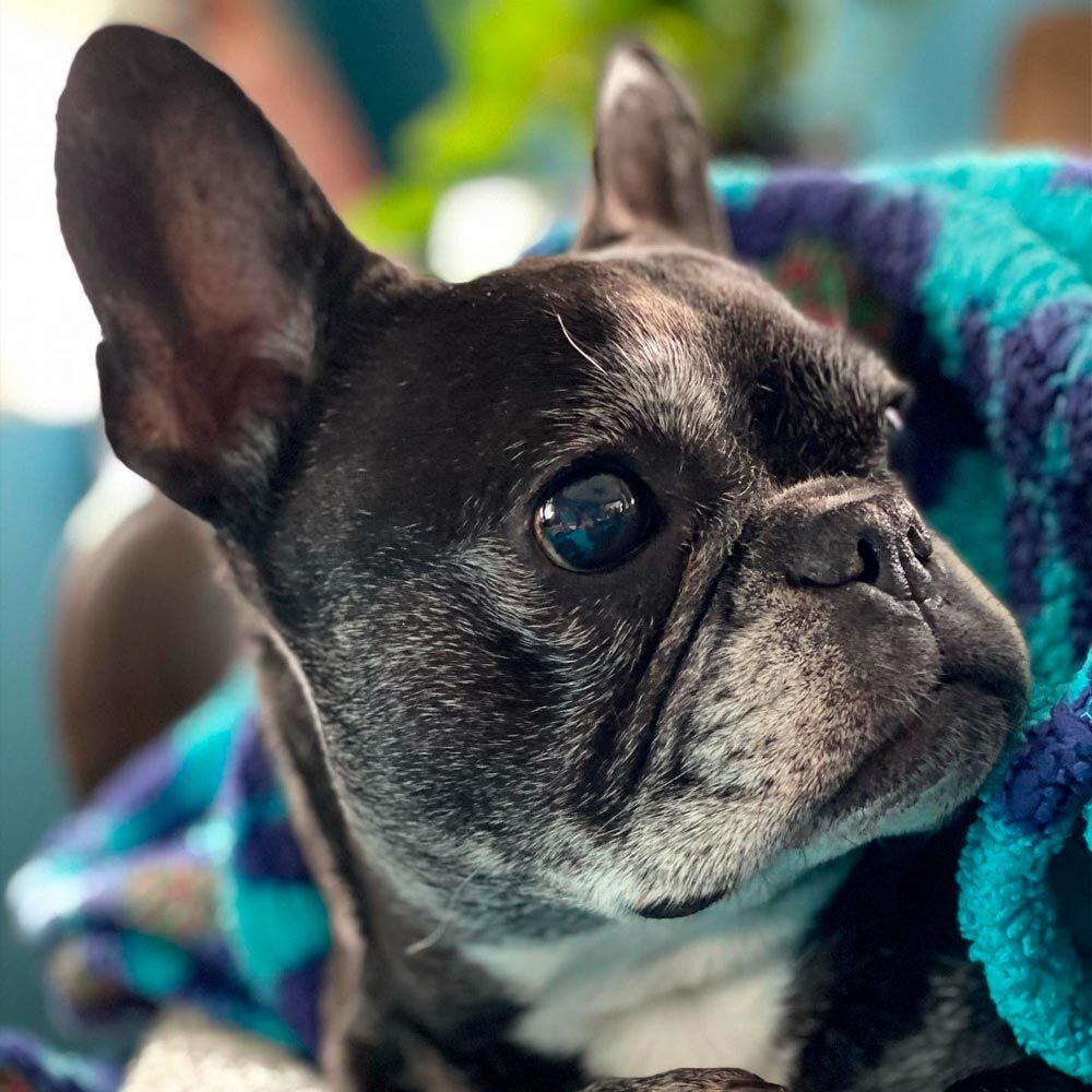 Close Up Of French Bulldog Under Blanket