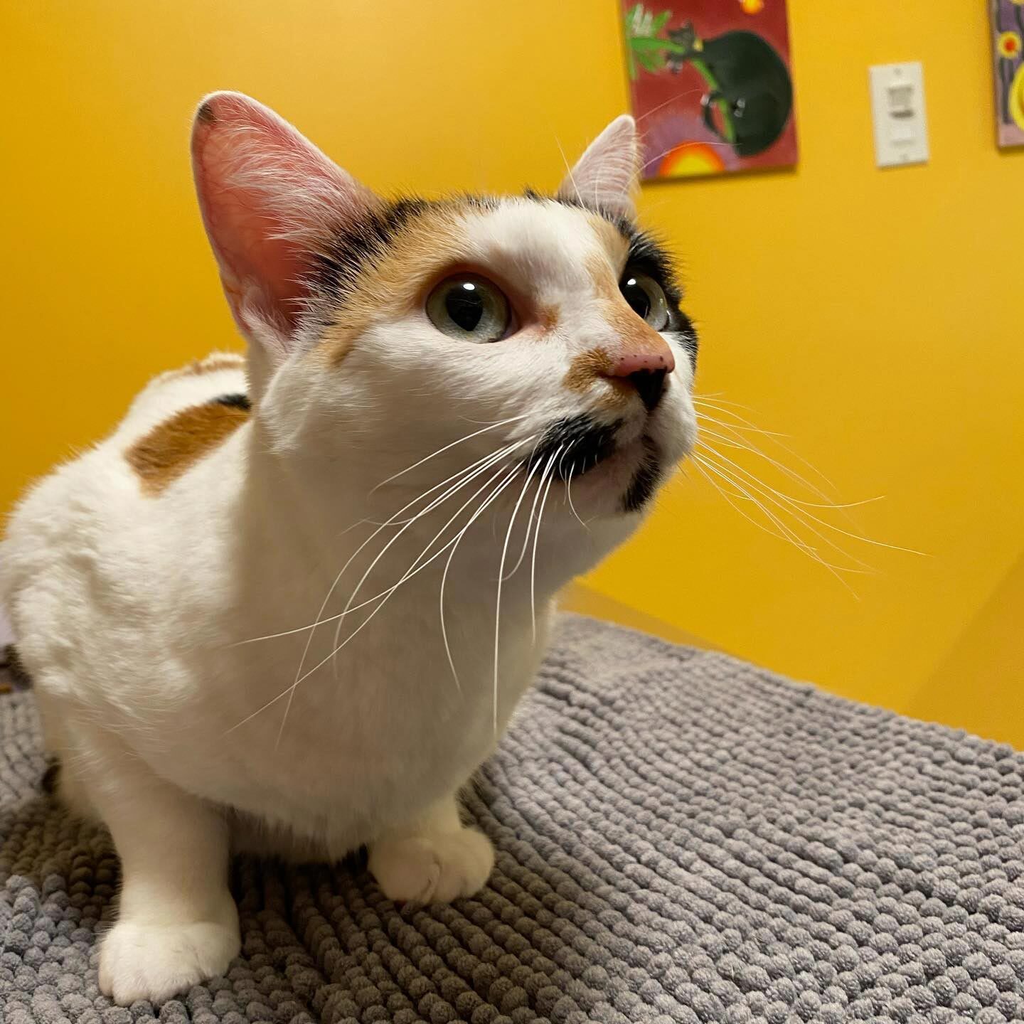 Close Up Of Multi Colored Cat