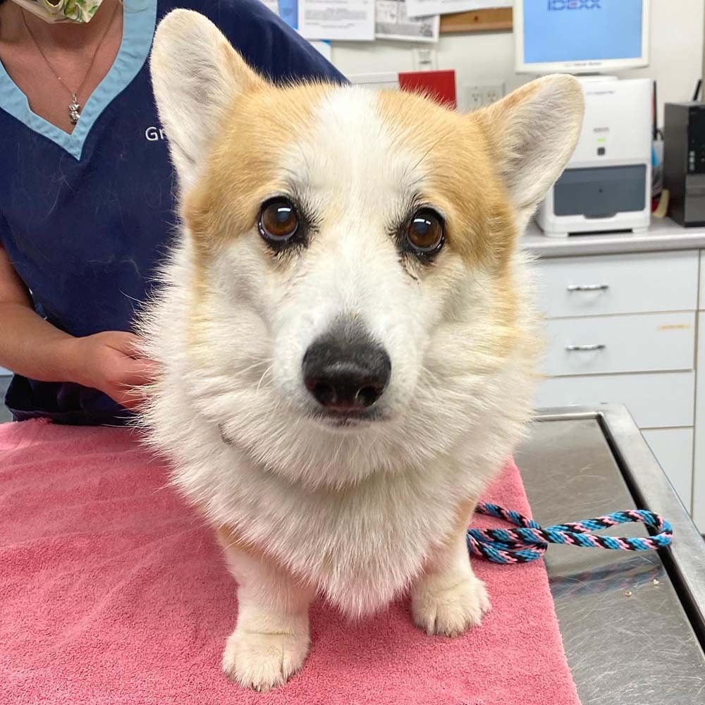 Curious Corgi