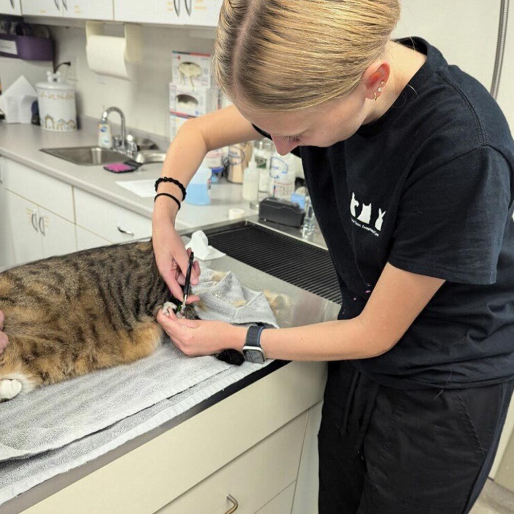 female staff member clipping brown striped tabby cat's nails on back paws