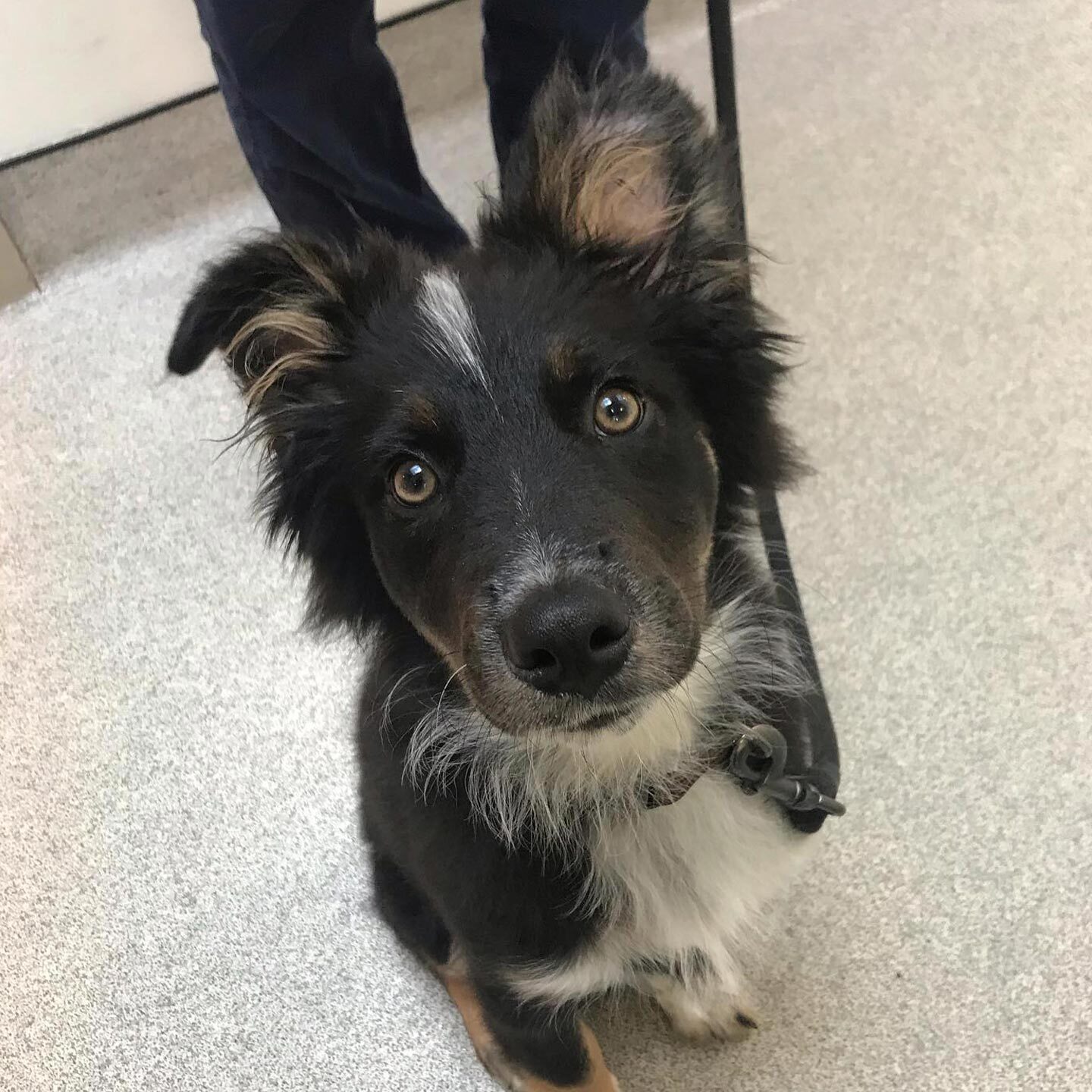 fluffy brown black and white dog sitting in hallway
