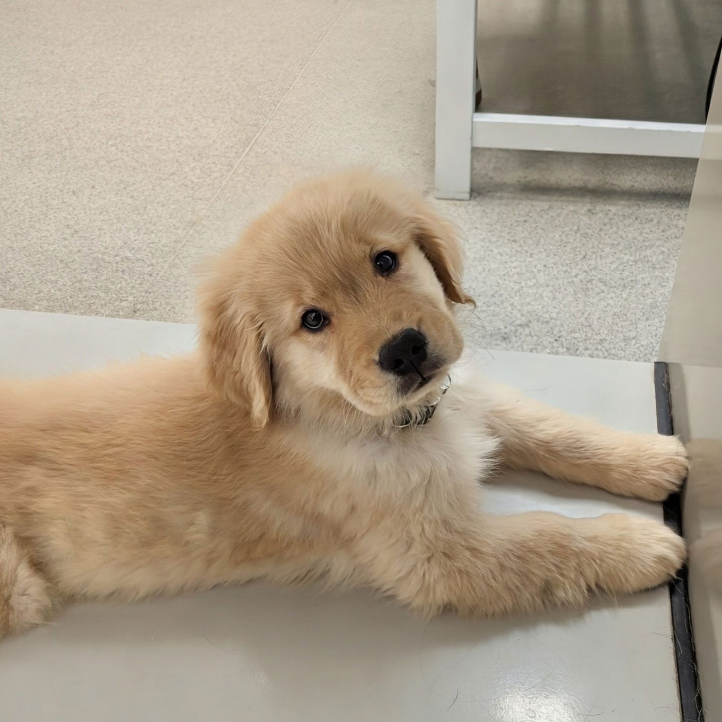 golden retriever puppy lying on exam table