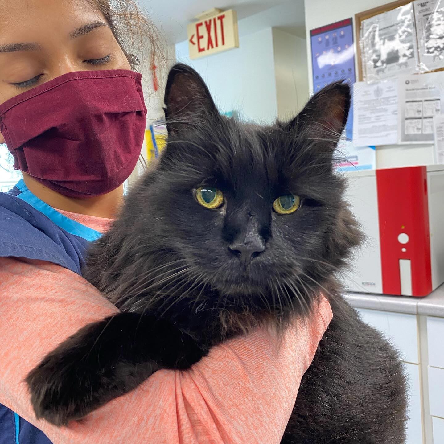 Staff Member Holding Large Fluffy Black Cat