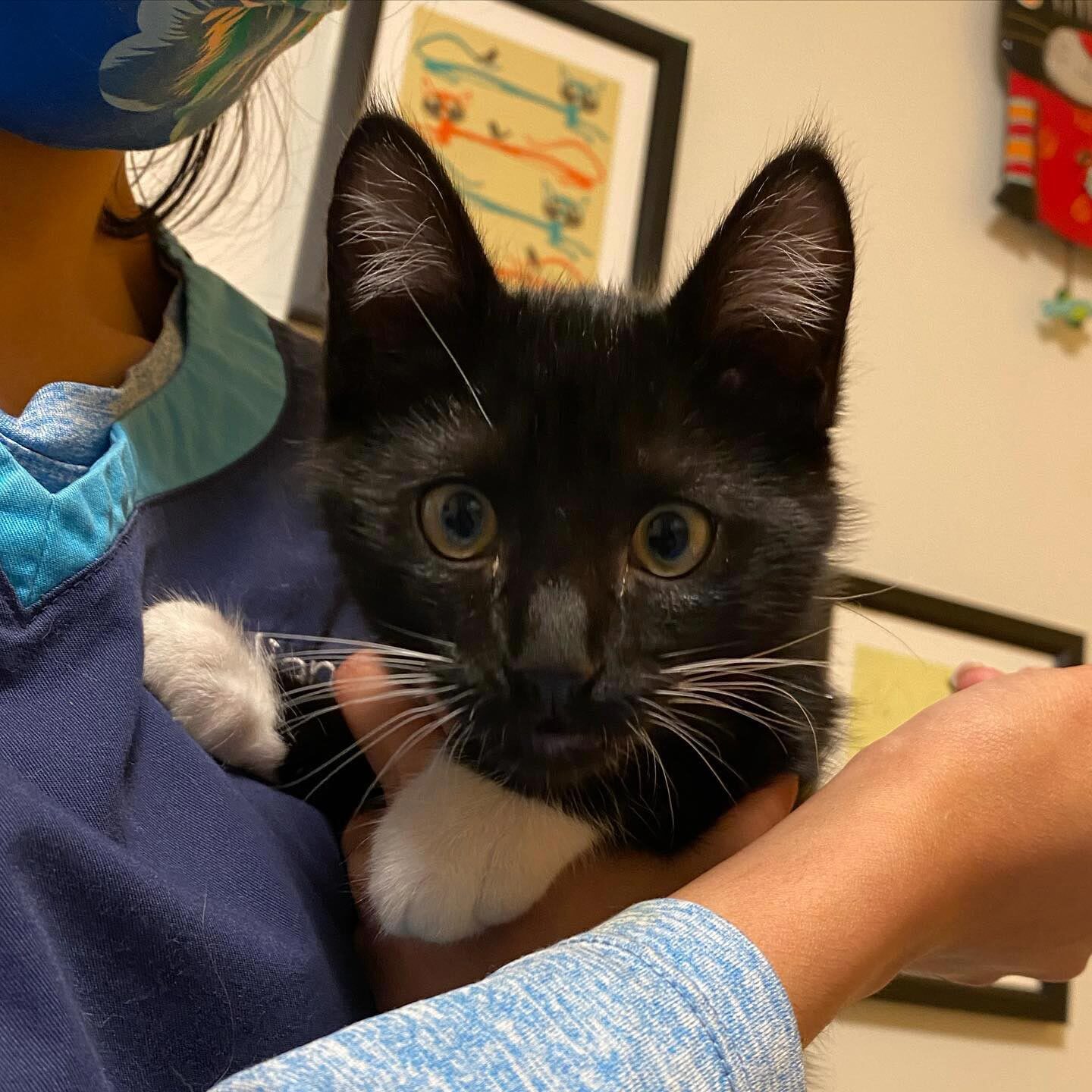 Staff Member Holding Small Black And White Kitten