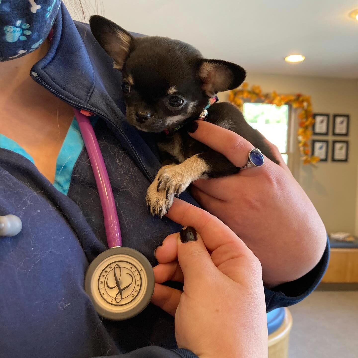 Staff Member Holding Small Black Puppy