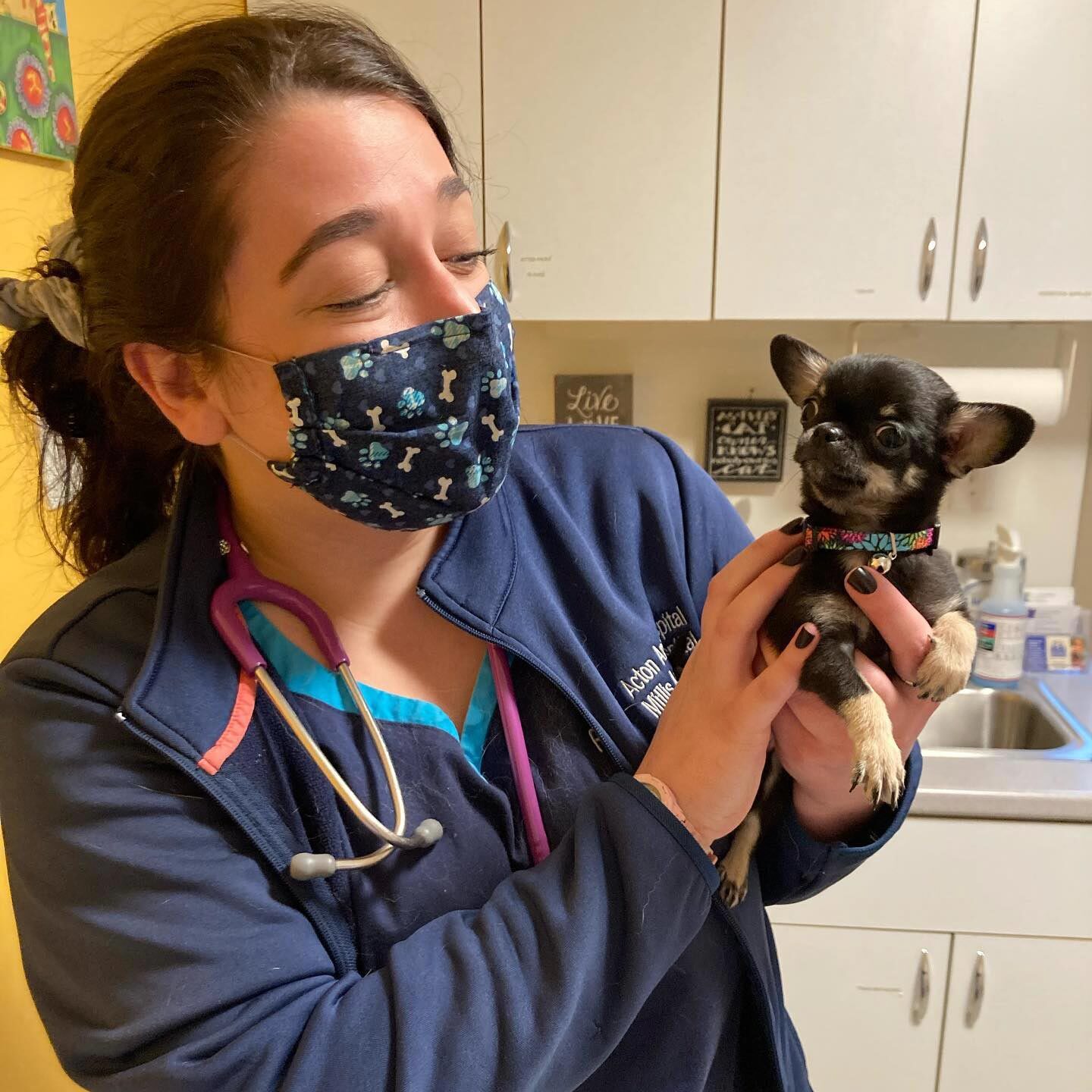 Staff Member Holding Small Chihuahua Puppy